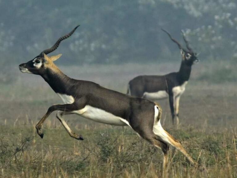 स्टैच्यू ऑफ यूनिटी जंगल सफारी में हिरणों की हत्या का विवाद — वन्यजीव संरक्षण व्यवस्था पर उठे गंभीर सवाल