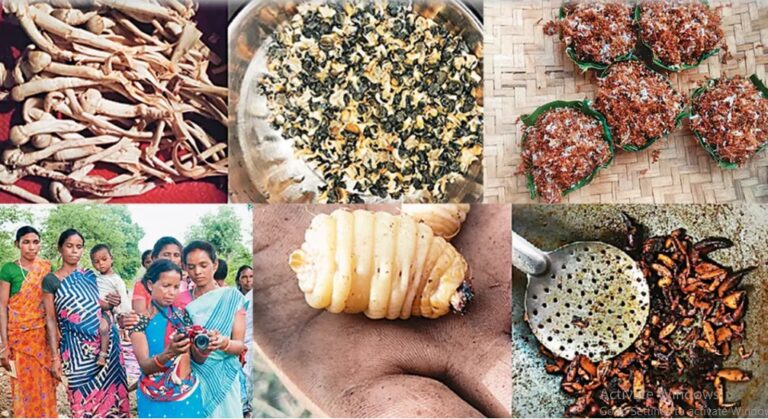 कश्मीर में मिलेट क्रांति: पारंपरिक अन्न से पोषण, रोज़गार और आर्थिक आत्मनिर्भरता की ओर