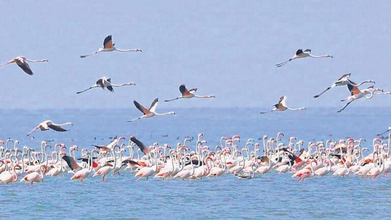 ओडिशा में चिल्का झील का जलस्तर घटा, प्रवासी पक्षियों की संख्या घटी