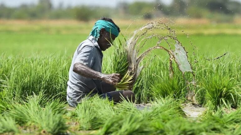 फलों के लिए जल्द शुरू होगी बीमा योजना, किसानों को मिलेगा बड़ा लाभ: कृषि मंत्री जाविद डार