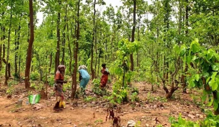 छत्तीसगढ़: भाजपा राज में आदिवासी बना नीति का केंद्र, जंगल से निकला स्वाभिमान का सूरज