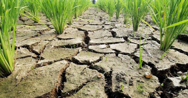 कश्मीर के सूखे धान के खेत: बारिश की कमी और गर्मी ने कृषि व्यवस्था को पहुंचाया संकट के कगार पर