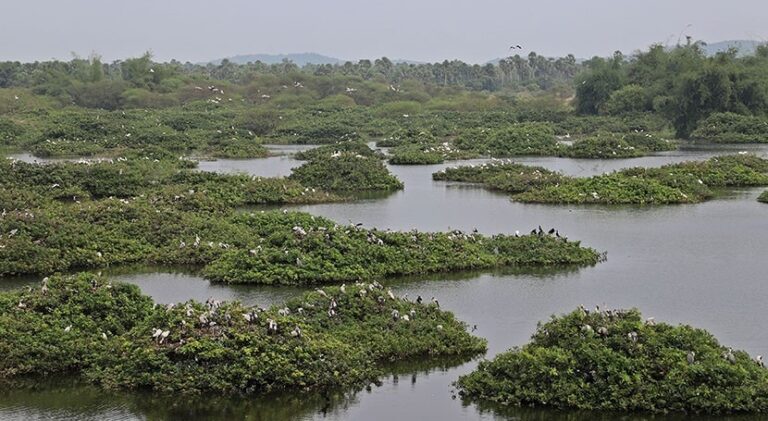 भारत की जल-भूमियों की अंतरराष्ट्रीय पहचान: Ramsar COP15 में भारत की ऐतिहासिक उपस्थिति