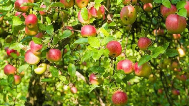 कश्मीर का सेब: घाटी की धरती से वैश्विक बाजार तक की मिठास भरी यात्रा