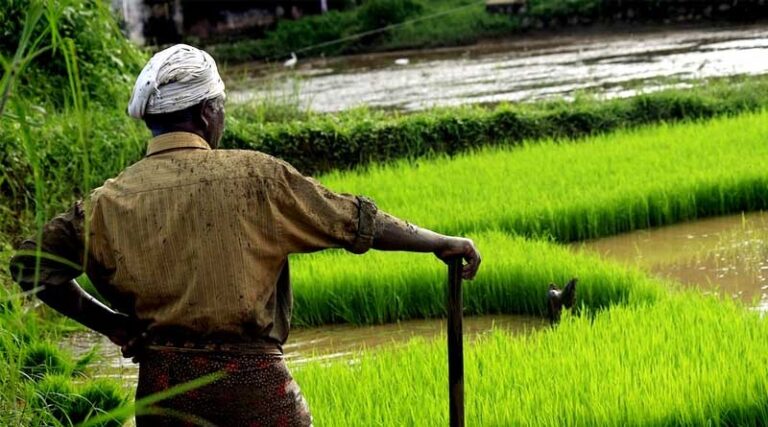 अन्न से आत्मनिर्भरता तक: आज़ादी के बाद भारत की कृषि क्रांति की स्वर्णिम तस्वीर
