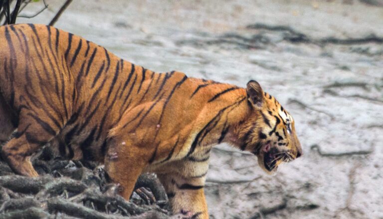पश्चिम बंगाल के सुंदरबन क्षेत्र में बाघों और इंसानों के बीच संघर्ष बढ़ा