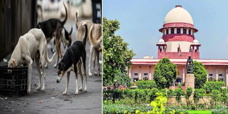 सुप्रीम कोर्ट का बड़ा आदेश: वैक्सीन और नसबंदी के बाद आवारा कुत्तों को वापस उनके इलाके में छोड़ा जाएगा