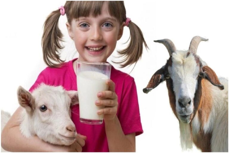 गाय-भैंस से ज्यादा फायदेमंद बकरी का दूध! एक्सपर्ट्स बोले– इम्युनिटी से लेकर पेट तक के लिए रामबाण
