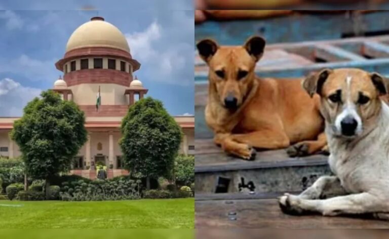 सुप्रीम कोर्ट का सख्त आदेश: 8 हफ्तों में दिल्ली-NCR की सड़कों से हटाए जाएं सभी आवारा कुत्ते, भेजे जाएं शेल्टर होम