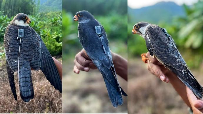 मणिपुर से अफ्रीका