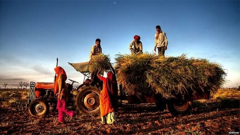 दुनिया में अनाज भरपूर, कीमतें नीचे, भारत के सामने सवाल: क्या किसान सुरक्षित हैं?