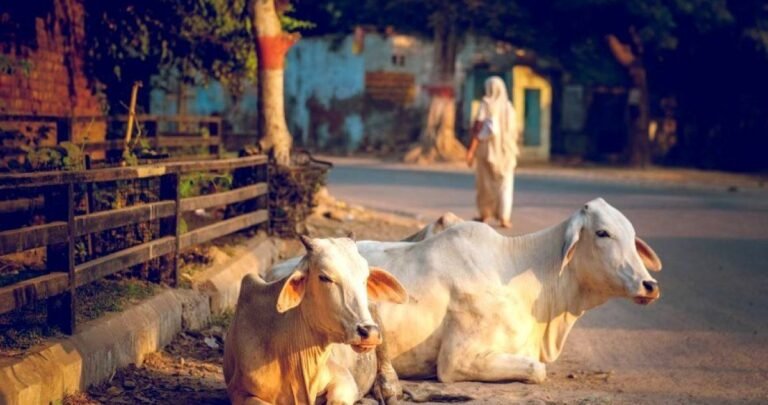 गौ-रक्षा बनाम गौ-कल्याण: क्या भारत की नीतियाँ अपने मूल उद्देश्य से भटक गई हैं?