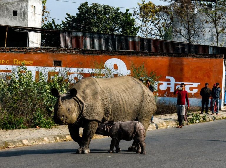 नेपाल के चितवन में शहरों तक पहुंच रहे गैंडे, बढ़ी लोगों की चिंता और वन्यजीव संरक्षण पर बहस