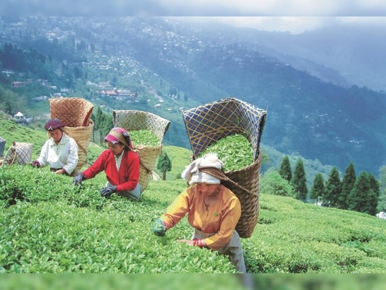 भारत की नई गुणवत्ता जांच से नेपाल की चाय उद्योग में चिंता, दो हफ्तों में दूसरी बार निर्यात प्रभावित