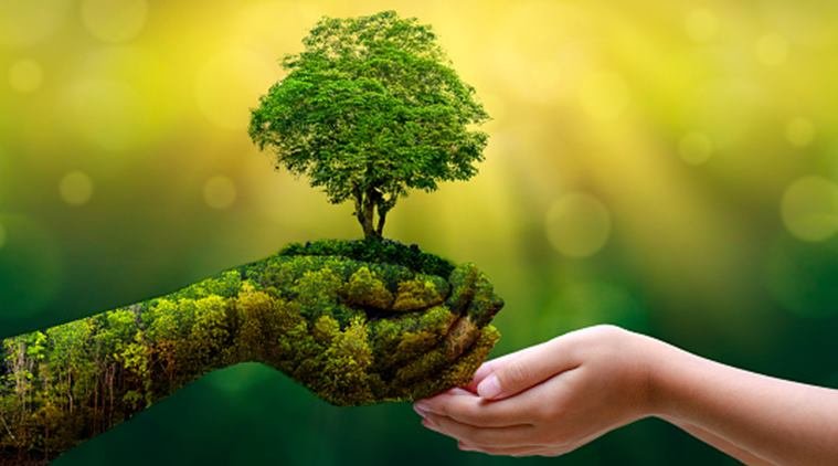 पेड़ों की गिनती से नहीं बचेगा जंगल! CAG की रिपोर्ट ने Green India Mission की खोली पोल